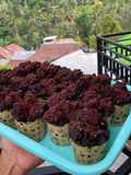 Muffin Kukus Simple Tanpa Mixer Tanpa Oven