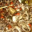 Cumi Tumis Hitam