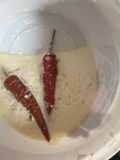 Yogurt starter