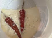 A picture of yogurt starter