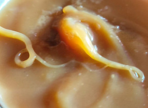 Una foto de Dulce de leche de coco (vegano)