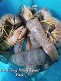 Cara Siang Udang Lipan/Ketak