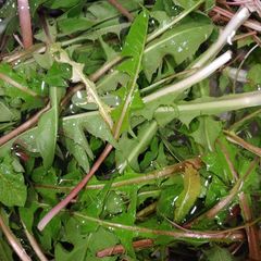 A picture of Italian Sausages with Dandelion Greens (development).