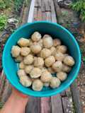 Baso Aci Isi Pedas