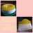 Puding busa nutrisari