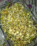 Germinados/ brotes de lentejas 🌱