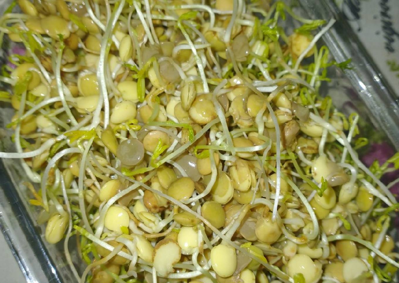 Germinados/ brotes de lentejas 🌱