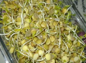 Una foto de Germinados/ brotes de lentejas 🌱