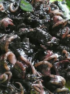 Foto resep Cumi-cumi tinta hitam
