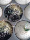 Kue Apem dengan Fermipan (Tanpa Tape)
