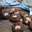 Coklat Mede Cookies Super Crunchy Crispy  & Nyoklat rekomend (#kuelebaran)