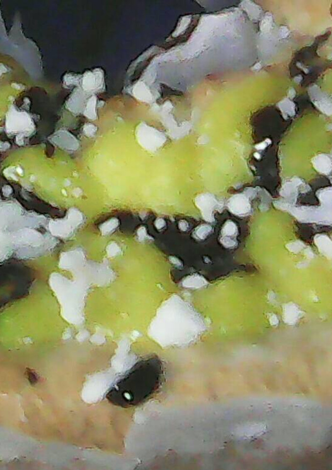 Una foto de Crema pastelera
