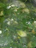 Sayur bening Katuk(Menu Sarapan Keluarga)