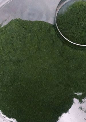 عکسی از دستور خشک کردن شوید
