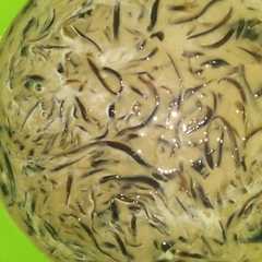 Kapucino cingcau #siapramadan রেসিপির প্রধান ছবি