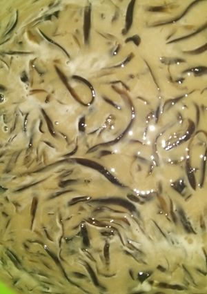 Foto resep Kapucino cingcau #siapramadan