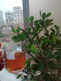 عکسی از دستور دمنوش چای سبز 🍵🌿