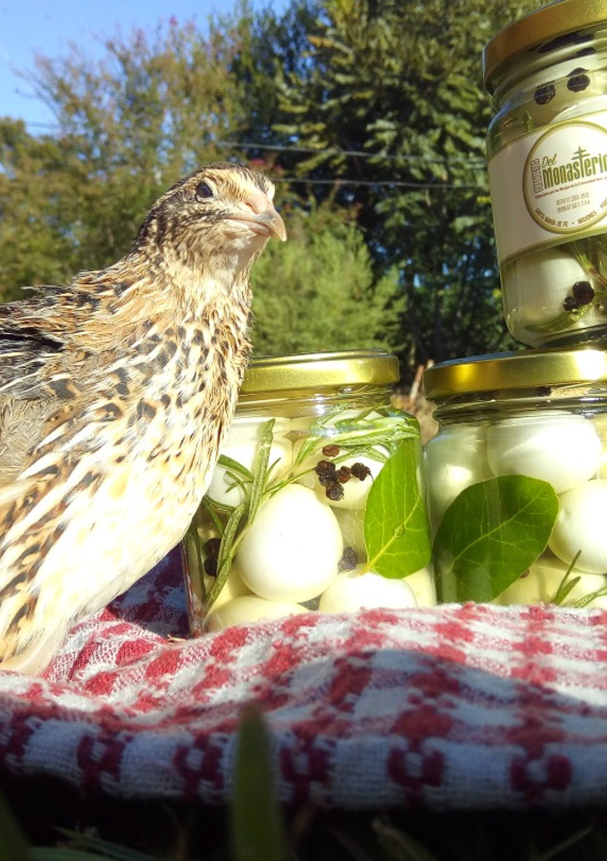 Una foto de Huevos de Codorniz al Vinagre