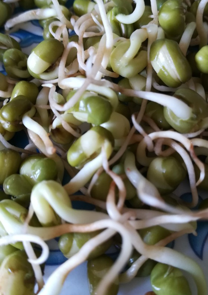 Una foto de Brotes de soja caseros