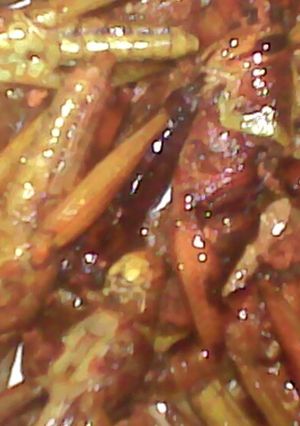 Foto resep Belalang goreng simple enak renyahhhh