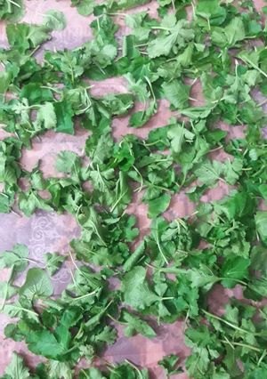عکسی از دستور سبزی معطر چوچاق (سبزی گیلانی)
