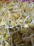 Brotes de lentejas