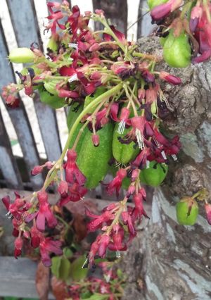 Foto resep Obat batuk tradisional bayi dan anak