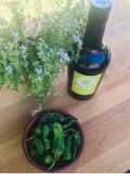 Padron Peppers 🌱