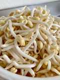 How to grow mung bean sprouts (and easy stir fry bean sprouts recipe)