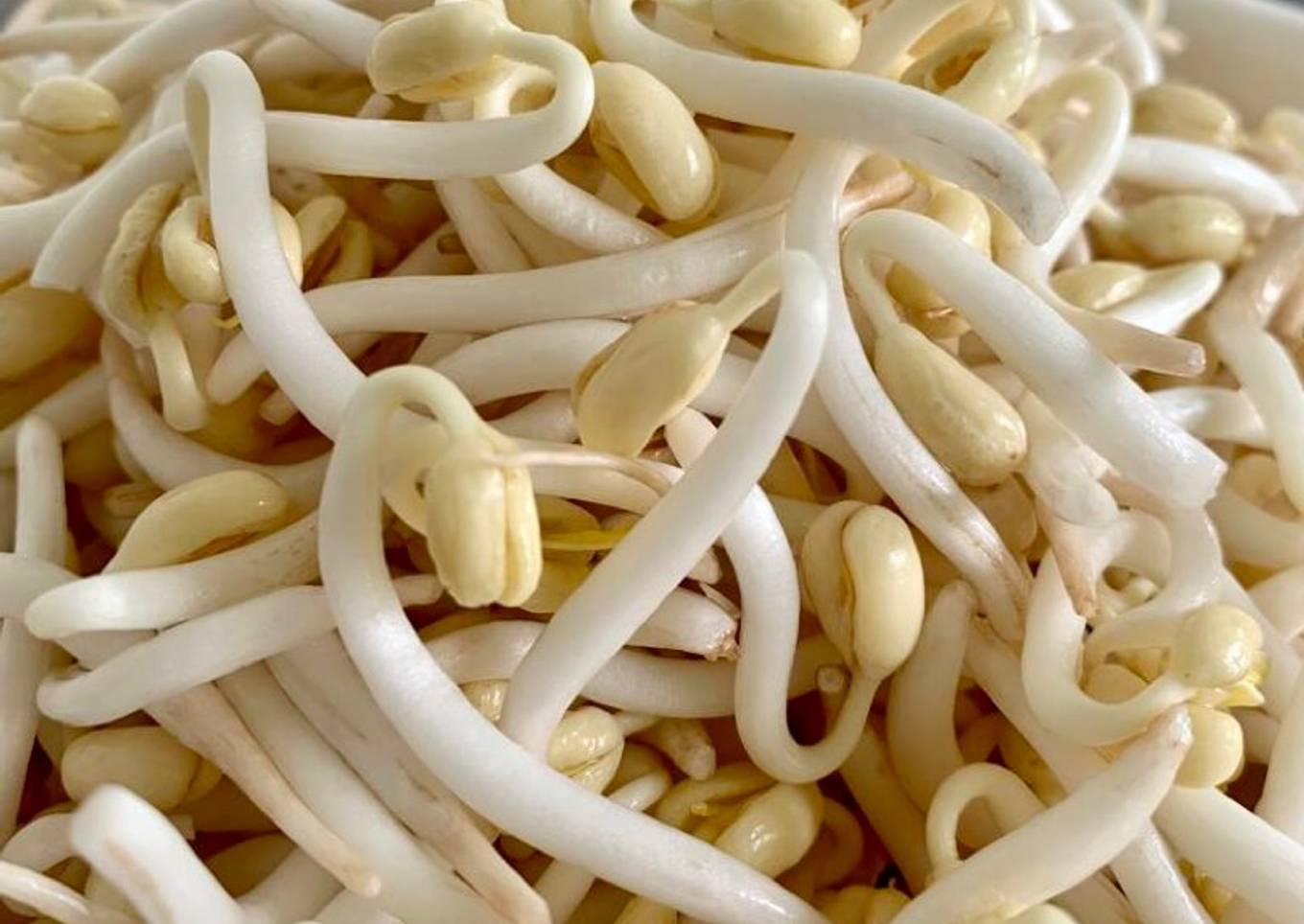 How to grow mung bean sprouts (and easy stir fry bean sprouts recipe)
