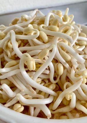 A picture of How to grow mung bean sprouts (and easy stir fry bean sprouts recipe).