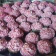 Cup cake ala ala