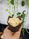 Muffins