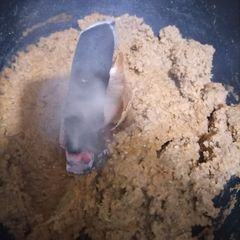 A picture of Dum ka keema.
