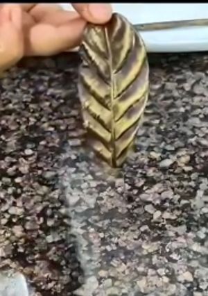 A picture of Chocolate leaves.