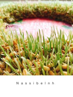 عکسی از دستور سبزه ی گندم