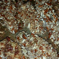 A picture of Pretzel Crusted Chicken.