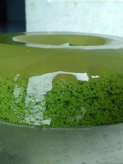 Foto resep Puding lumut