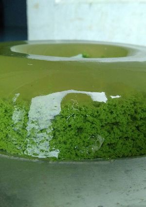 Foto resep Puding lumut