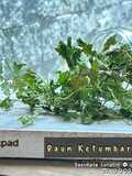 Food Prep: Dried Coriander