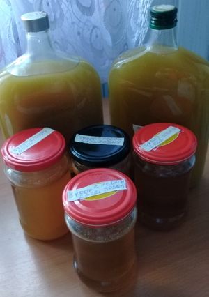 Zdjęcie przepisu Syrop i nalewka z młodych pędów sosny.