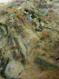 Tortillaza de tagarninas