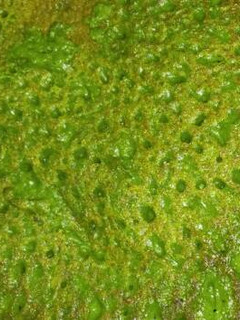 Una foto de Canelones de espinaca relleno de verduras especial