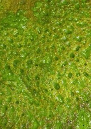 Una foto de Canelones de espinaca relleno de verduras especial