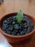 Porotos o caraotas negras 🇻🇪
