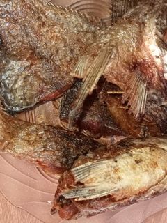 Foto resep Ikan mujaer goreng garing