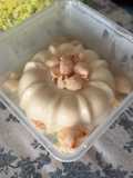 Puding laici