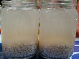 Barley Drink