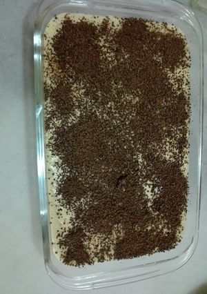 صورة لوصفة حلى الشامواه