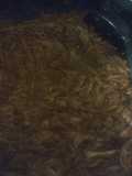 Chilorio